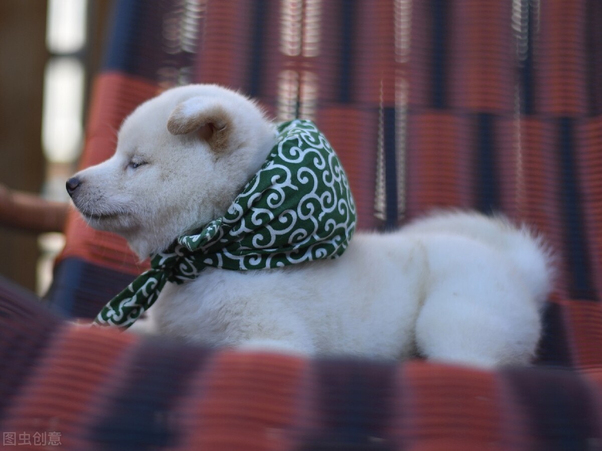 因表情包走红网络,网红柴犬表情包我只想拥有快乐