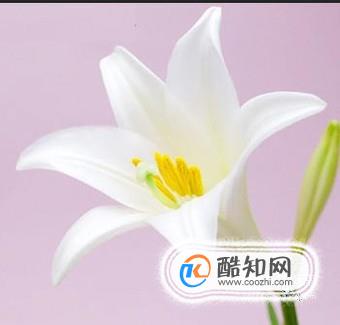 ps0基础教程自学网免费,ps0基础教程新手入门