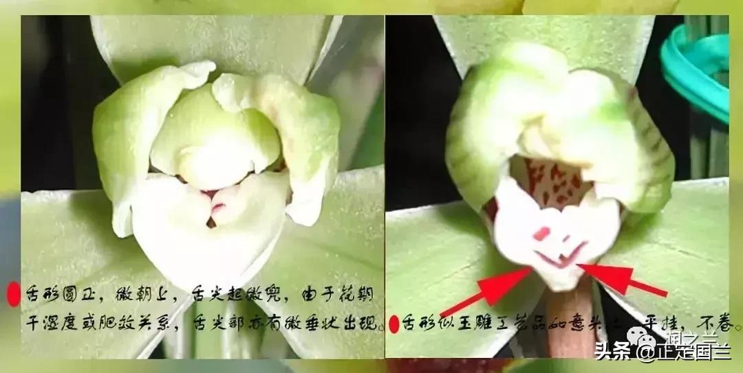 兰花知识大全100种,兰花鉴赏术语100条