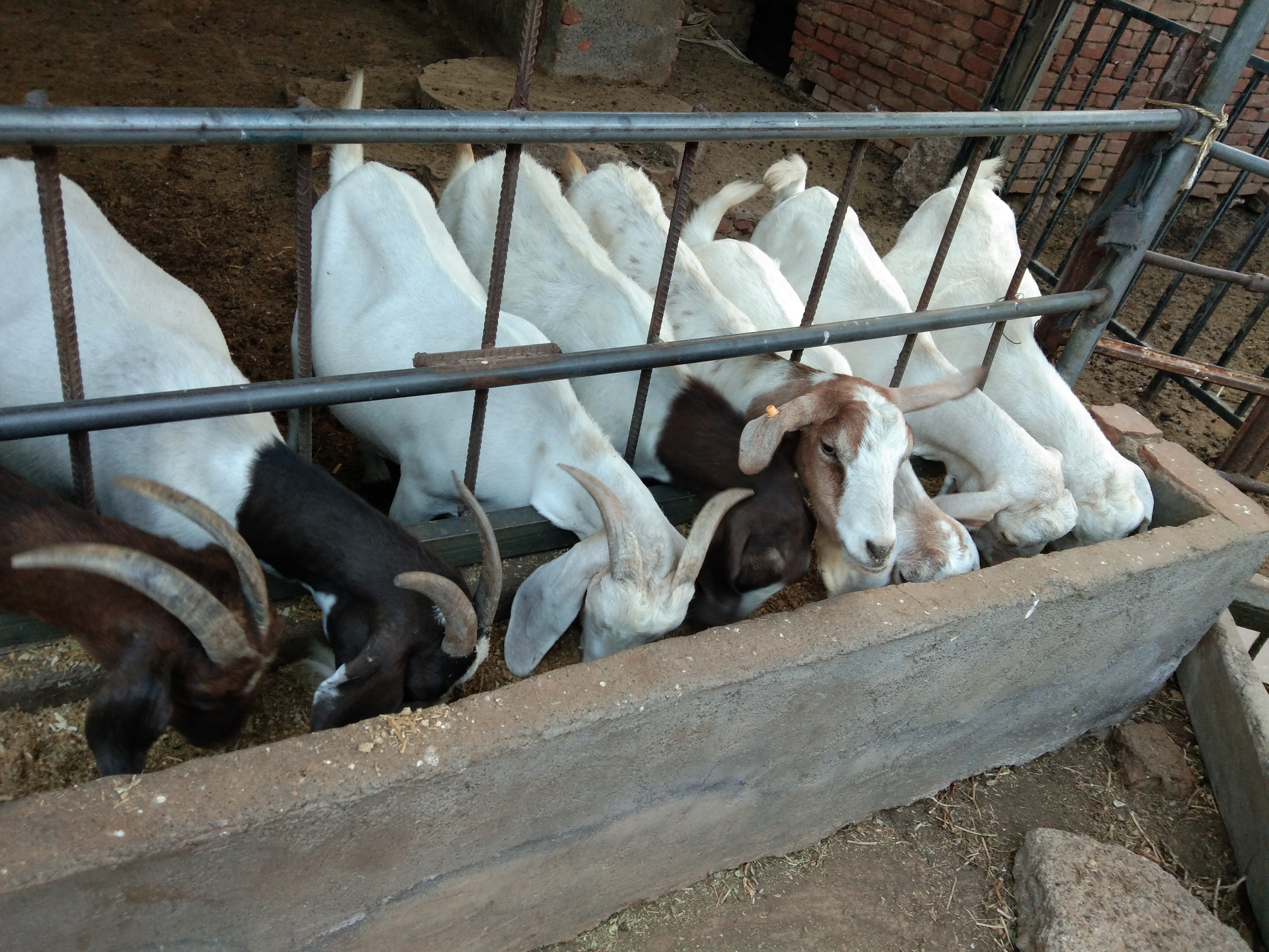 母羊不发情的几种人为因素，这样的情况完全可以避免