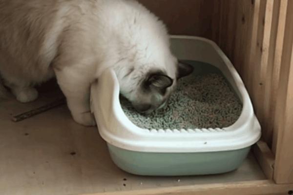 猫咪得了糖尿病，怎么办？给它喝点“糖盐水”