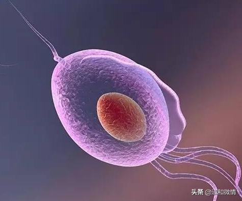 甲硝唑片的说明书用量看不懂,甲硝唑片的适应证有哪些