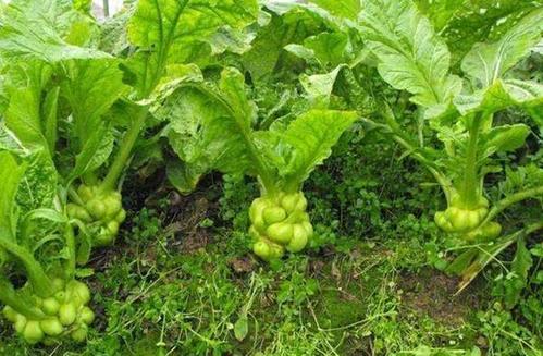 儿菜病虫害图片大全,儿菜优良品种种植技术