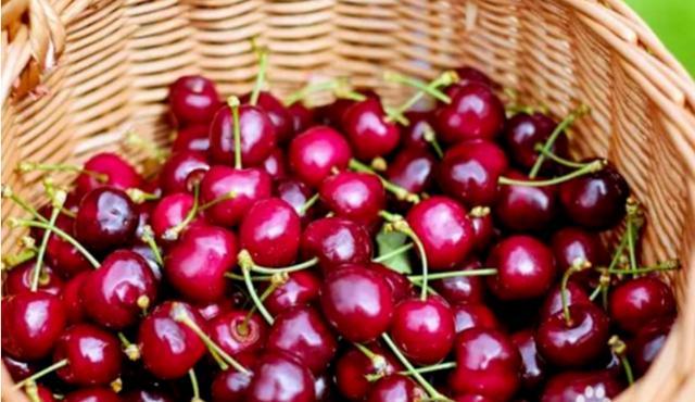 汶川、汉源的车厘子熟了！味道巴适，快去实现“车厘子自由”。