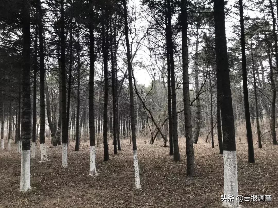 长春南湖宾馆攻略,长春南湖观景酒店