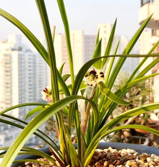 兰花施肥方法及用量,兰花施肥用量最简单操作方法