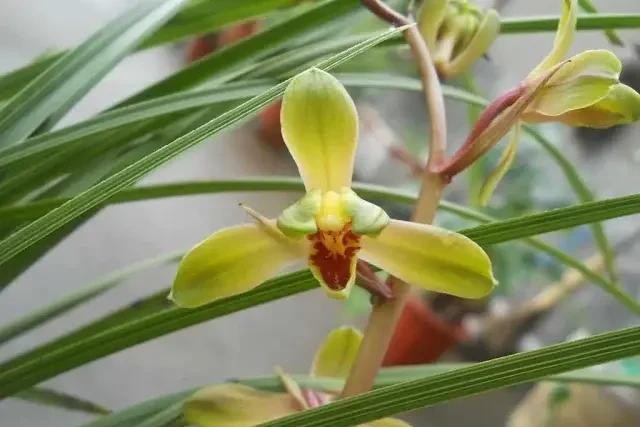 长寿梅蕙兰怎么种植,蕙兰老八种兰花哪一种最好