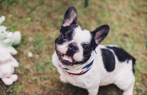 法斗犬对主人使坏,处理法斗犬