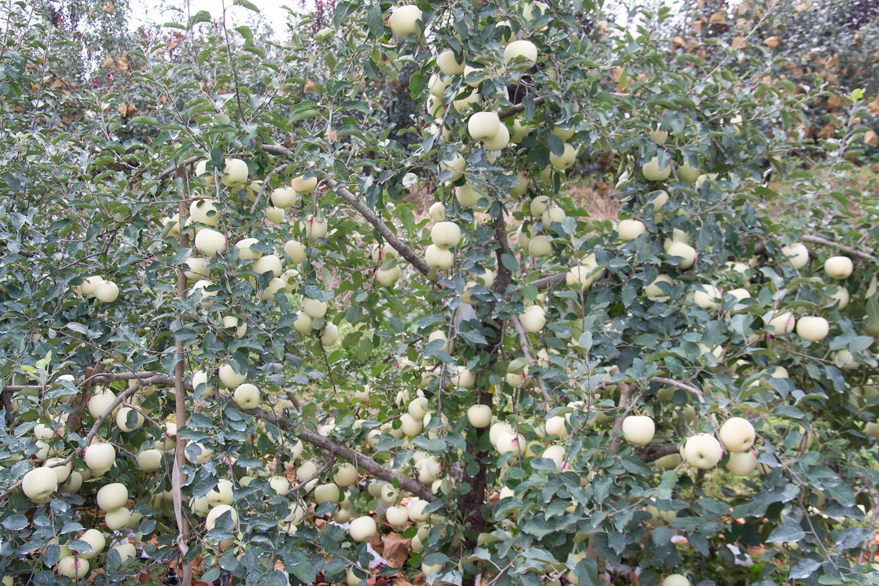 冰雹对今年红富士苹果的影响,大风沙尘降温对红富士苹果的影响