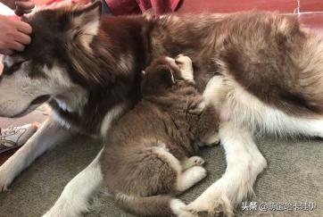 阿拉斯加五个月不粘人,阿拉斯加粘不粘人