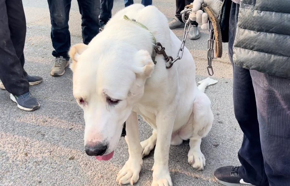 鐙楀競200澶氭枻鐨勪腑浜氱墽缇婄姮瑙嗛,200澶氭枻鐨勪腑浜氱墽缇婄姮鏉ュ埌鐙楀競