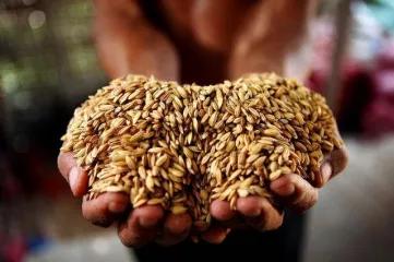 中国粮食批发平台欢迎咨询