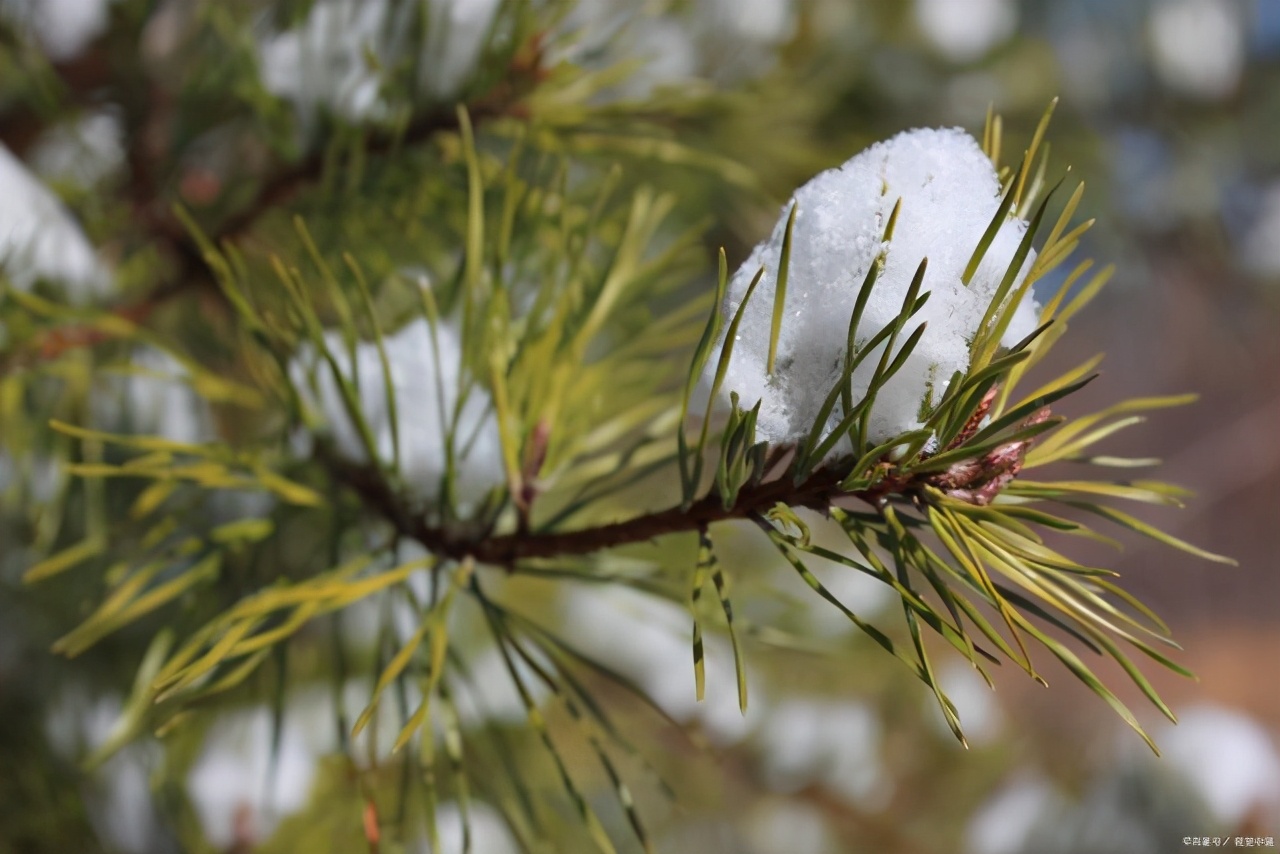 写松树的诗句与精神象征,赞美松树有顽强生活意志的诗句