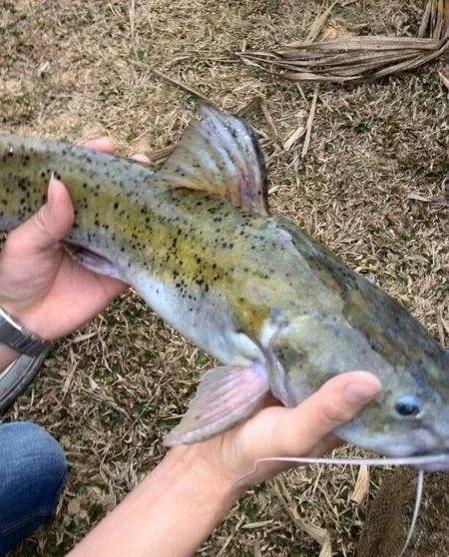 公认最好吃的10种淡水鱼,公认好吃淡水鱼有哪些种类