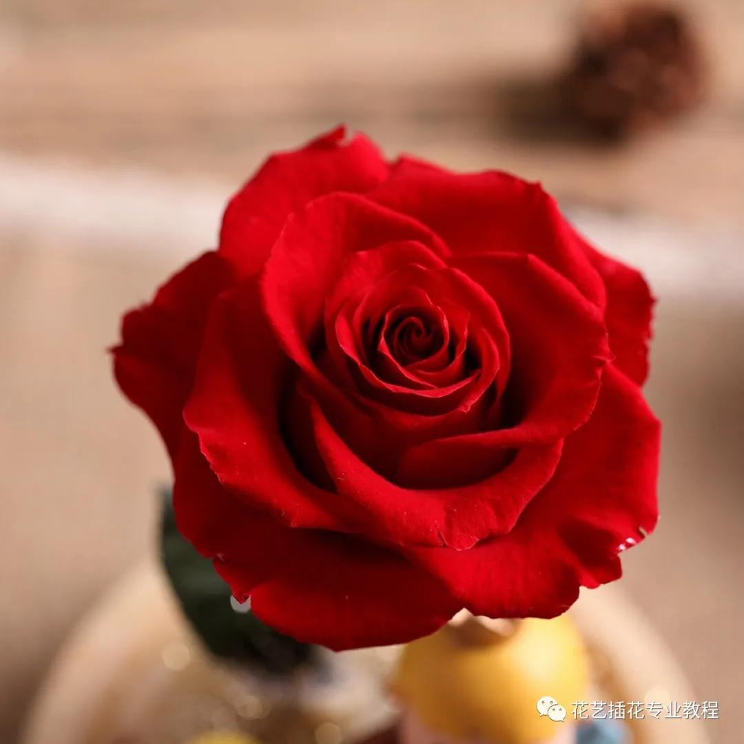 做永生花需要注意什么,永生花教程花艺