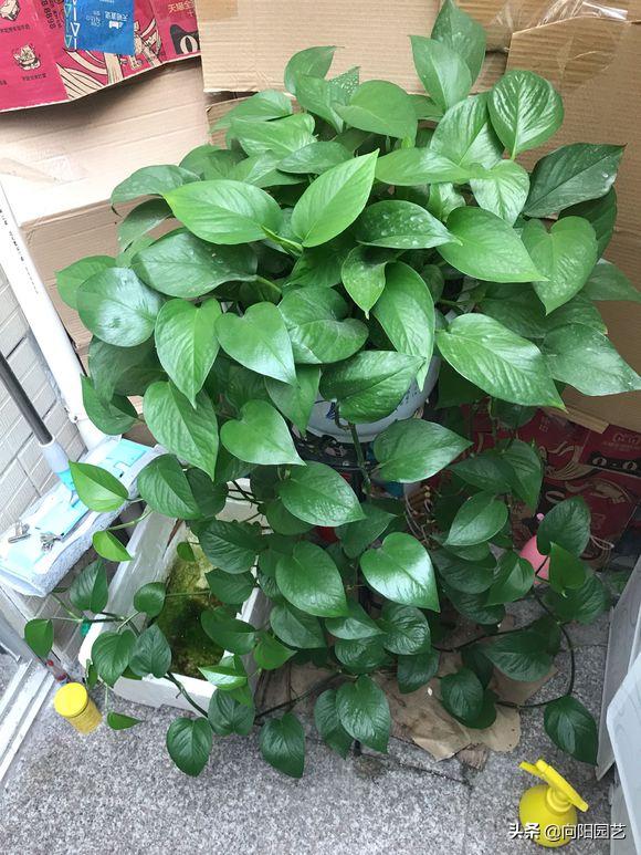 养绿萝出现黄叶子怎么办,室内养的绿萝有露珠