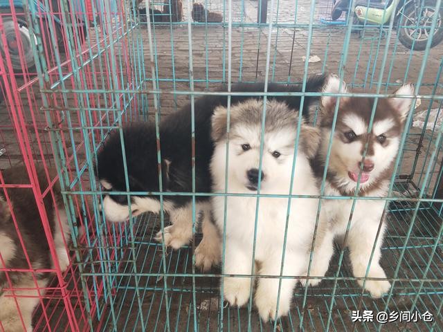 真正的狗市品种,哪里的狗市便宜品种又好种类又多