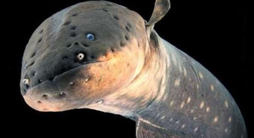 1万v高压能把人瞬间电死吗,高压线能电死人的原理