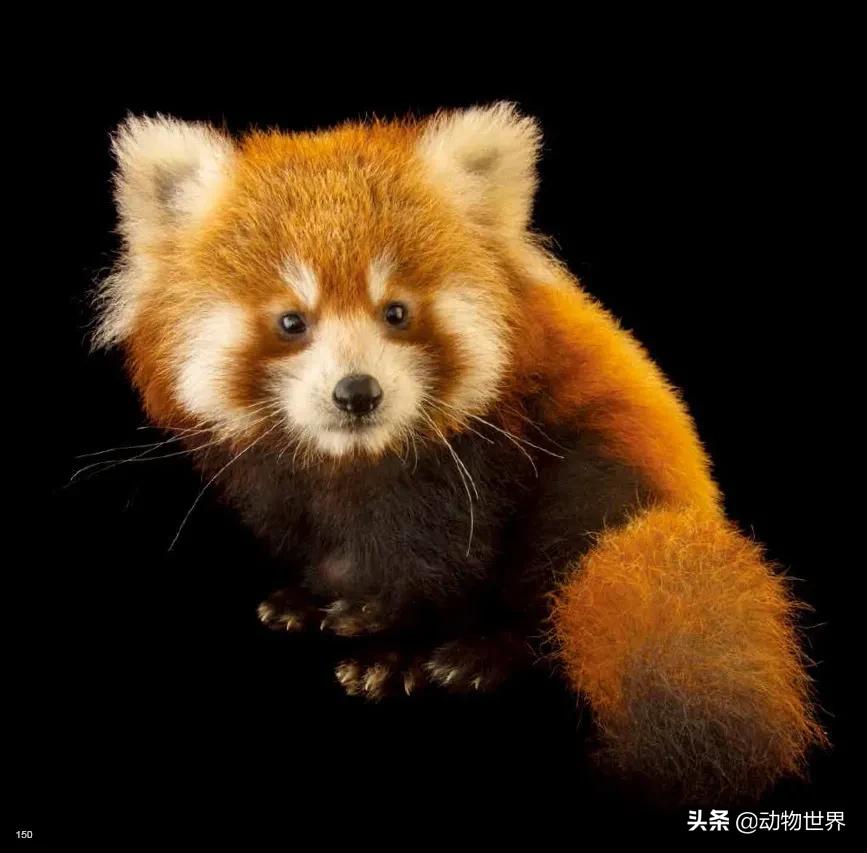 守护生物多样性,请继续保持我们的生物多样性