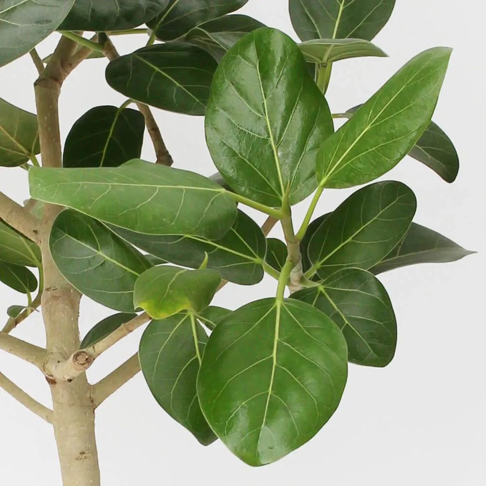 常见的榕属植物,美如画的树