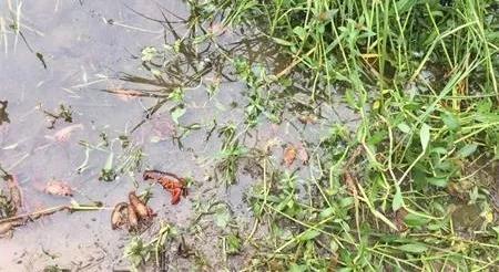 有没有吃了小龙虾身上起小水泡的,小龙虾尾部长水泡怎么防治