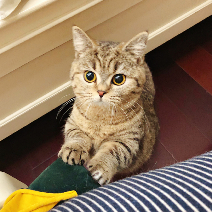 家里猫不愿意吃鱼,主人在家猫不吃不喝不上厕所