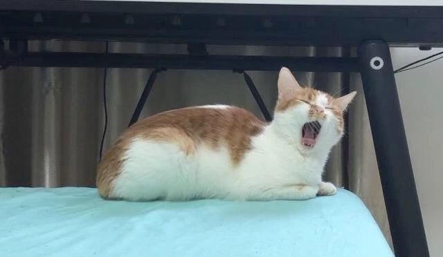 猫有牙结石牙龈红肿怎么治疗,猫已经有牙结石了怎么办