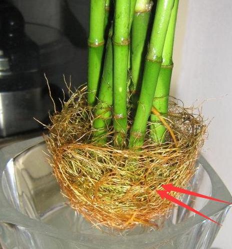 买回家的富贵竹黄叶是什么原因呀,富贵竹黄叶怎么补救最快