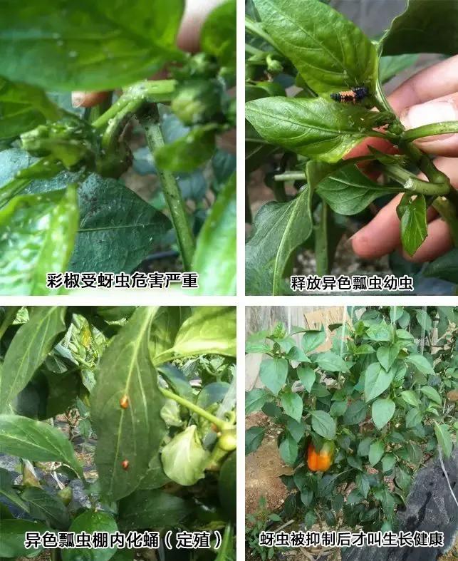 生物防治害虫,害虫的生物防治