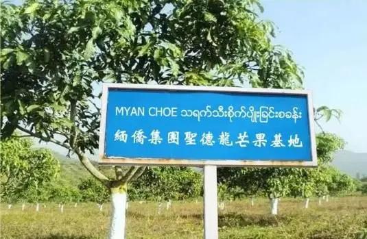 鑺掓灉娌欏啺澶忓ぉ娓呭噳,澶忔棩鑺掓灉娌欏啺