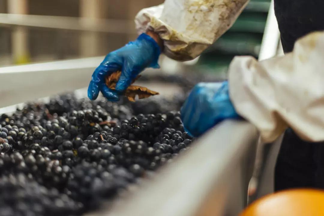 红葡萄酒的酿造过程,红葡萄酒酿造流程说明