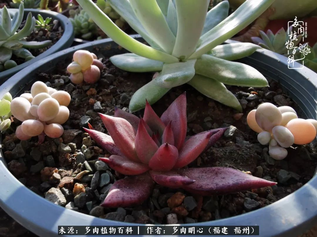 唯美雅致意境飘逸的多肉,蝶舞悠然多肉视频