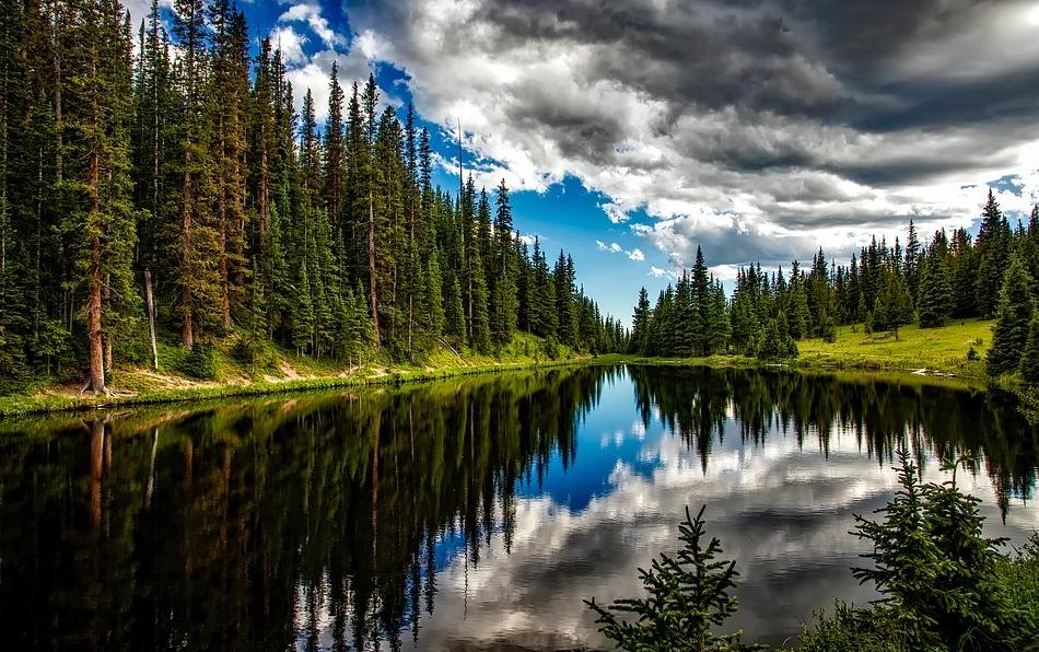 tree植树节,外国的植树节在哪里