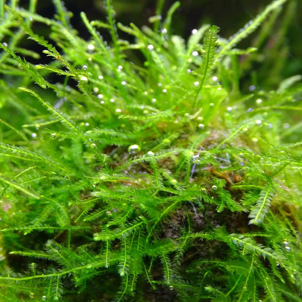 适合新手的水族箱,适合养在水族箱里的植物