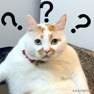 猫咪吃了驱虫没有食欲,猫咪吃了驱虫药没有排出虫子