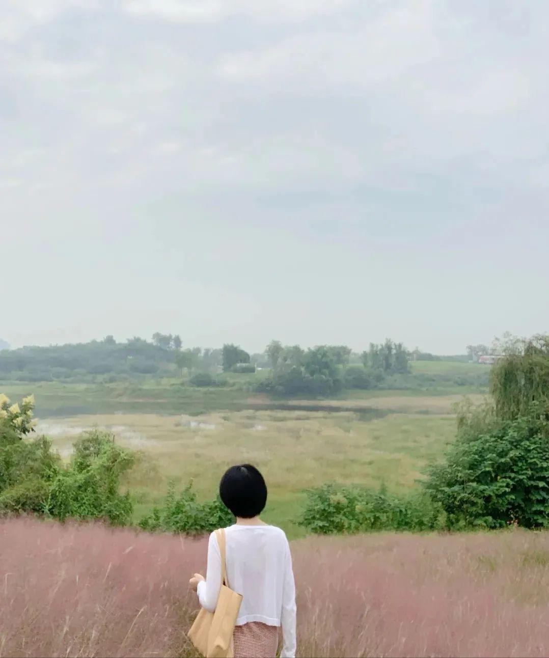 粉黛乱子草红了！成都周边这6个地方，不收门票这周就能去