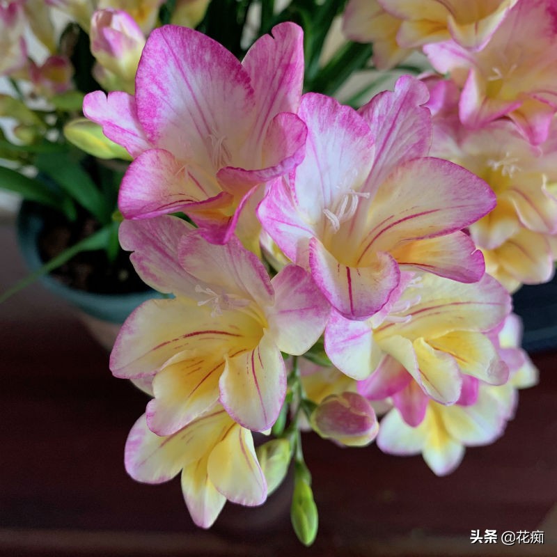 秋天栽兰花多久服盆,秋天种百合多久可以开花