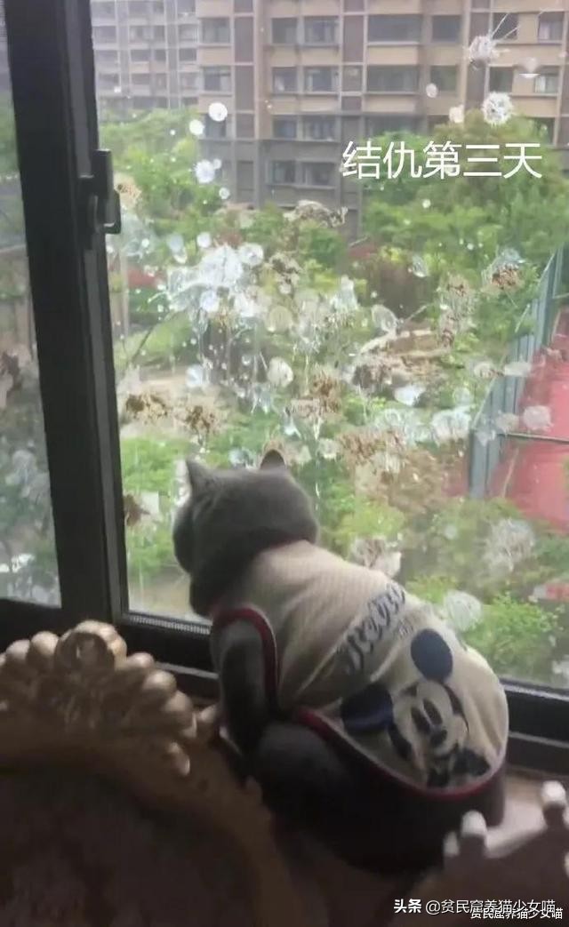 铲屎官对家养猫咪失望,铲屎官对猫咪的无语瞬间