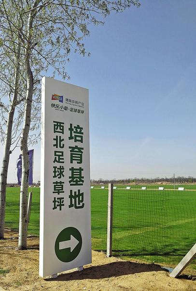 渭南草坪种植基地,渭南西北足球训练基地