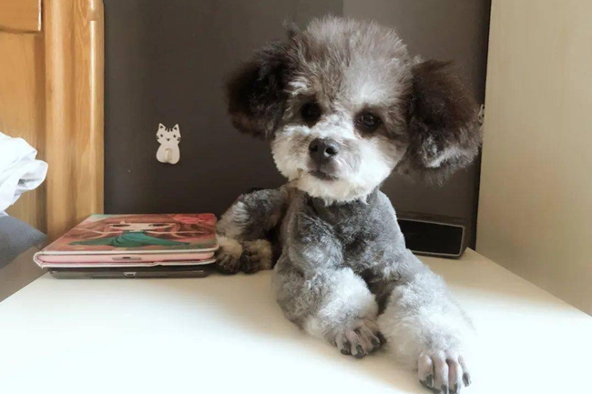 泰迪犬吐黄色泡沫水是为什么,泰迪犬吐血水是咋回事