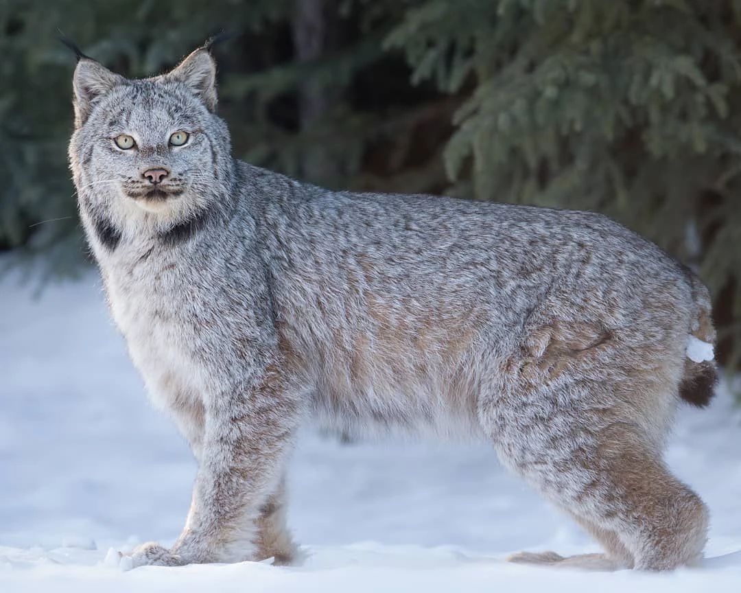 加拿大猞猁和渔貂的战绩对比,生擒东北虎视频