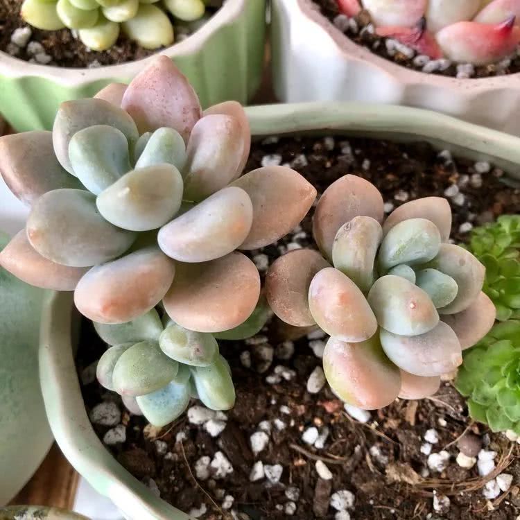 新手小白入坑多肉必看攻略,多肉新手入坑必备指南