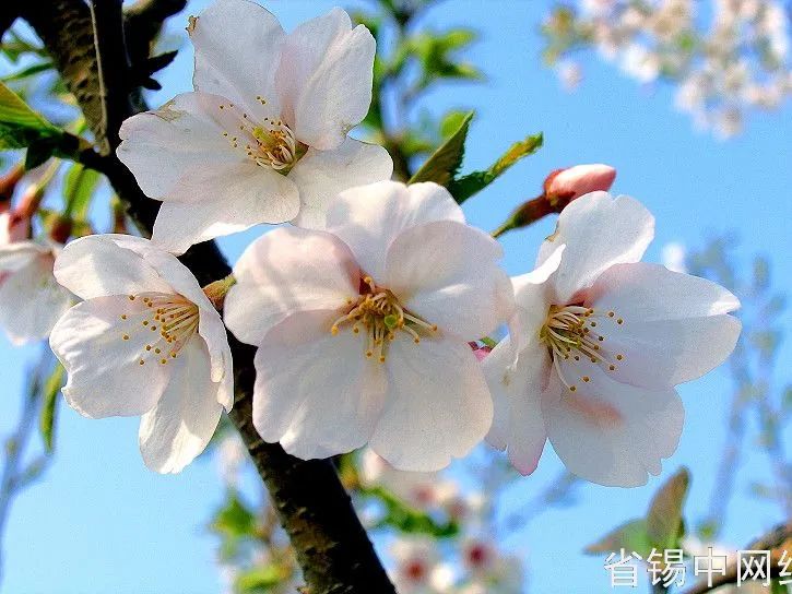 无锡六大高中是哪些,无锡六大高中是哪六大高中