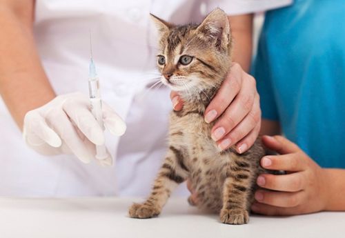 小孩被猫抓了打疫苗有副作用吗,妙三多猫疫苗的副作用