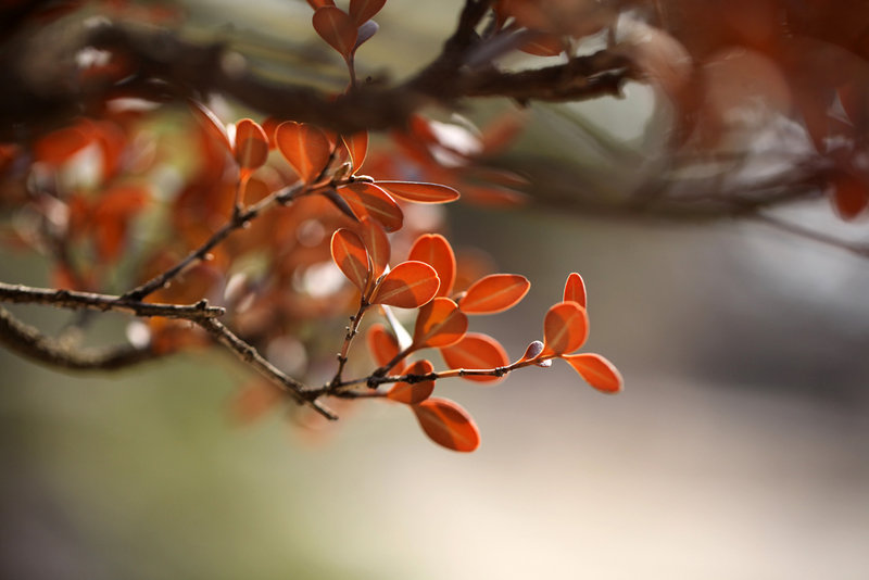 美国口服索马鲁肽价格,美国二型糖尿病口服胶囊
