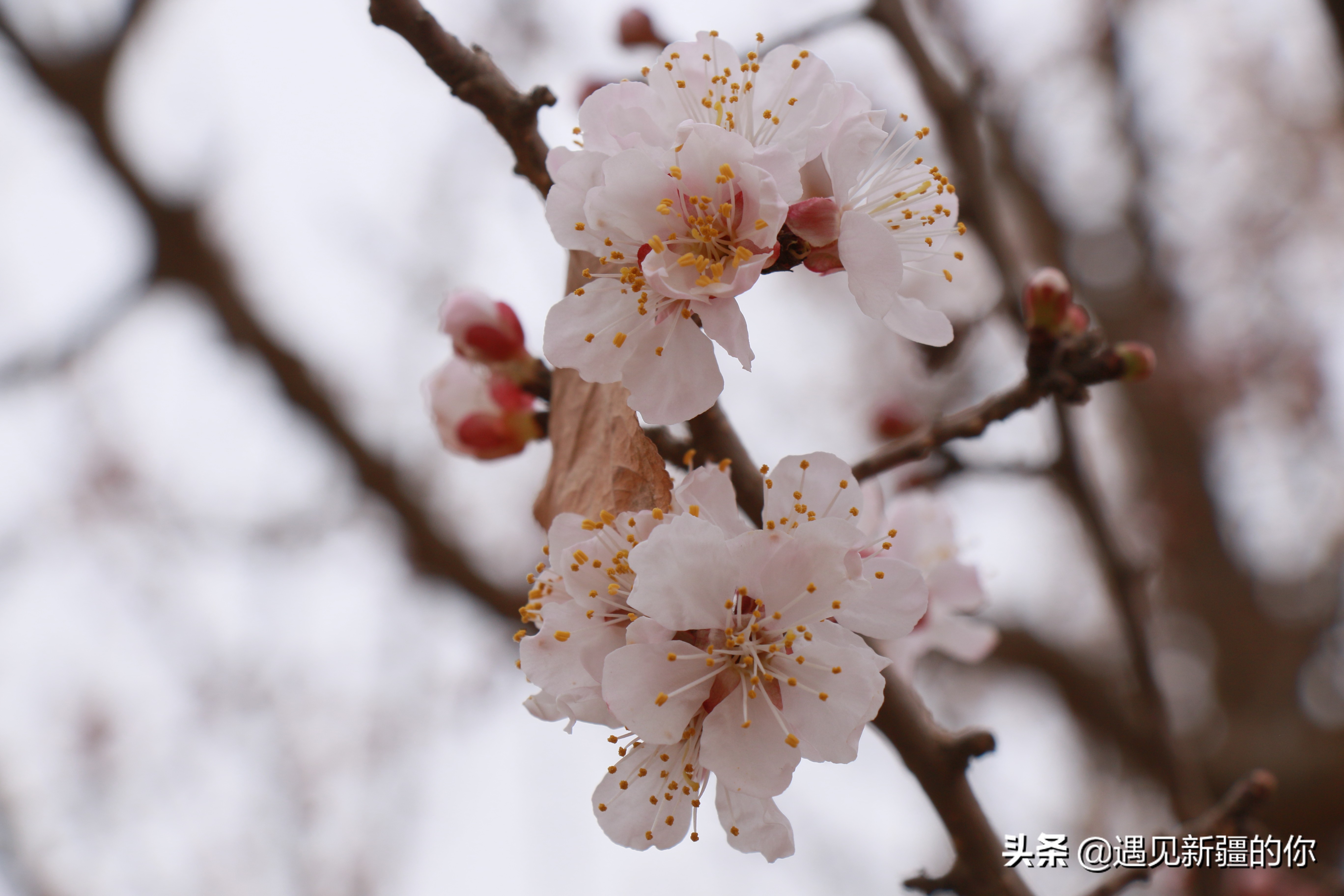 伊犁杏花节哪里的好看,杏花节旅游