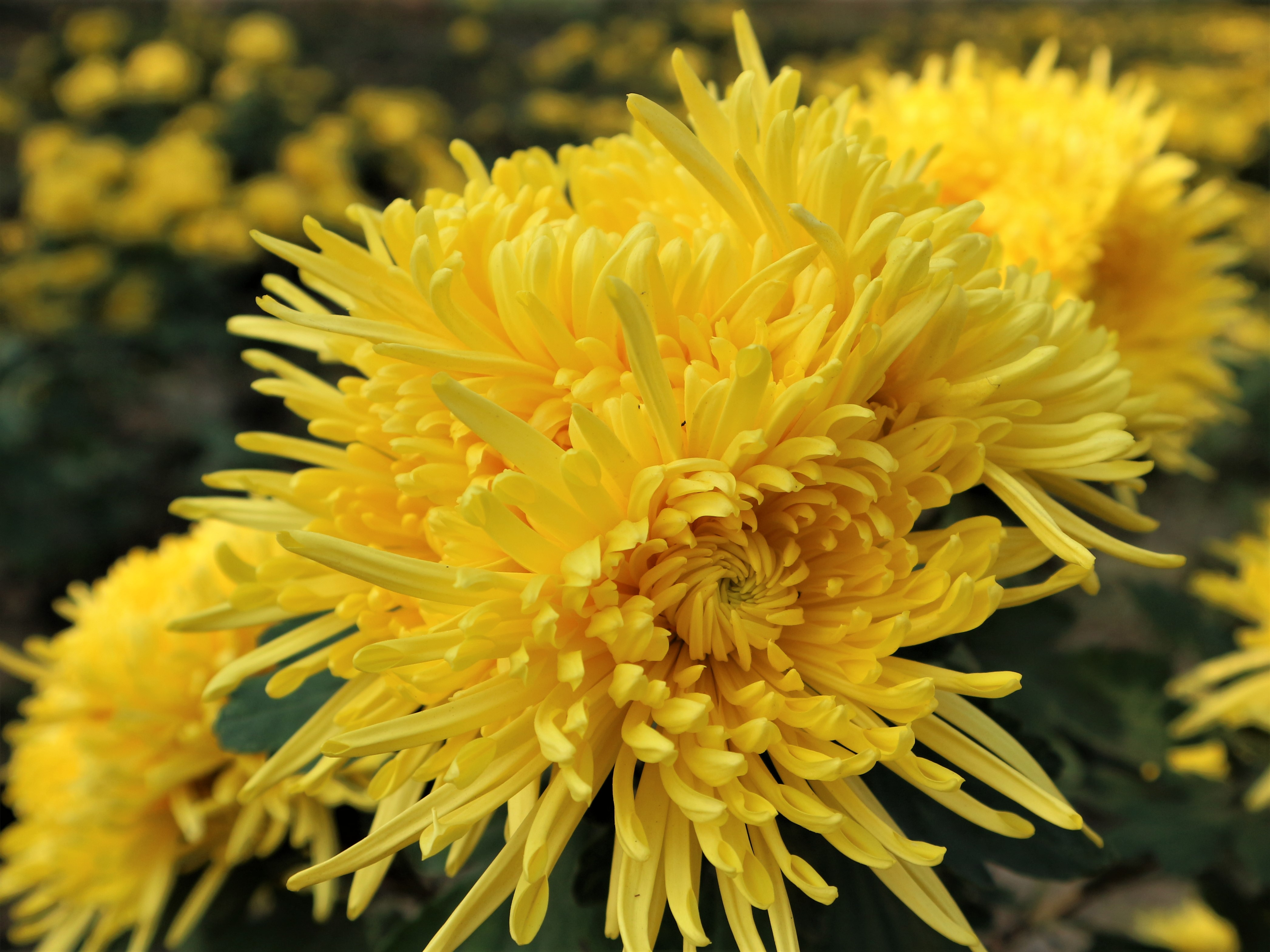 农民黄金价格多少,黄金种植挣10万