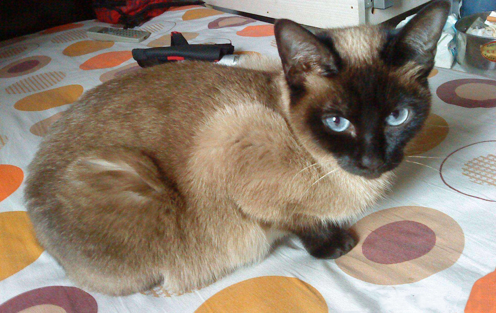 猫咪毛发变颜色是怎么回事,辟谣猫咪谣言