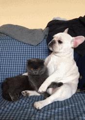 搞笑gif图原谅我不厚道的笑了,搞笑gif段子实在是猝不及防啊