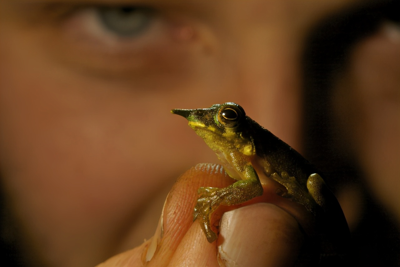 奇怪的蛙界匹诺曹,拥有“特异功能”的长鼻子,却不是用来求偶